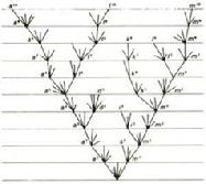 This figure shows how divergent evolution maps like a tree in which the branches divert away from each other and never reconnect.