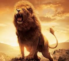 This is a photograph of a male lion standing tall and roaring in defense of its territory.