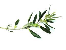 An olive branch of peace